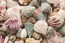  FARMED SEA SHELLS 500GRAM